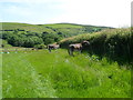 SN9867 : Donkey hedge trimmers, Gigrin Farm, Rhayader by Jaggery
