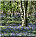 SK5969 : Trees and bluebells in Sherwood Forest by Andy Stephenson