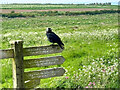 TA1973 : Jackdaw on a Signpost, RSPB Bempton Cliffs by David Dixon
