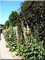 TQ5104 : A hollyhock lined path leading from the north side of the church at Berwick by pam fray