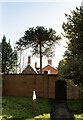TF1169 : Monkey Puzzle tree, near Bardney Church by Julian P Guffogg