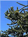 SH5909 : Female fruit of the Monkey Puzzle tree by Eirian Evans