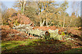 SU2204 : Fallen tree, Lyndhurst Road, near Burley by Peter Facey
