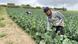 Portugal Arbeiter aus Asien sind vor allem in Portugals Landwirtschaft 
