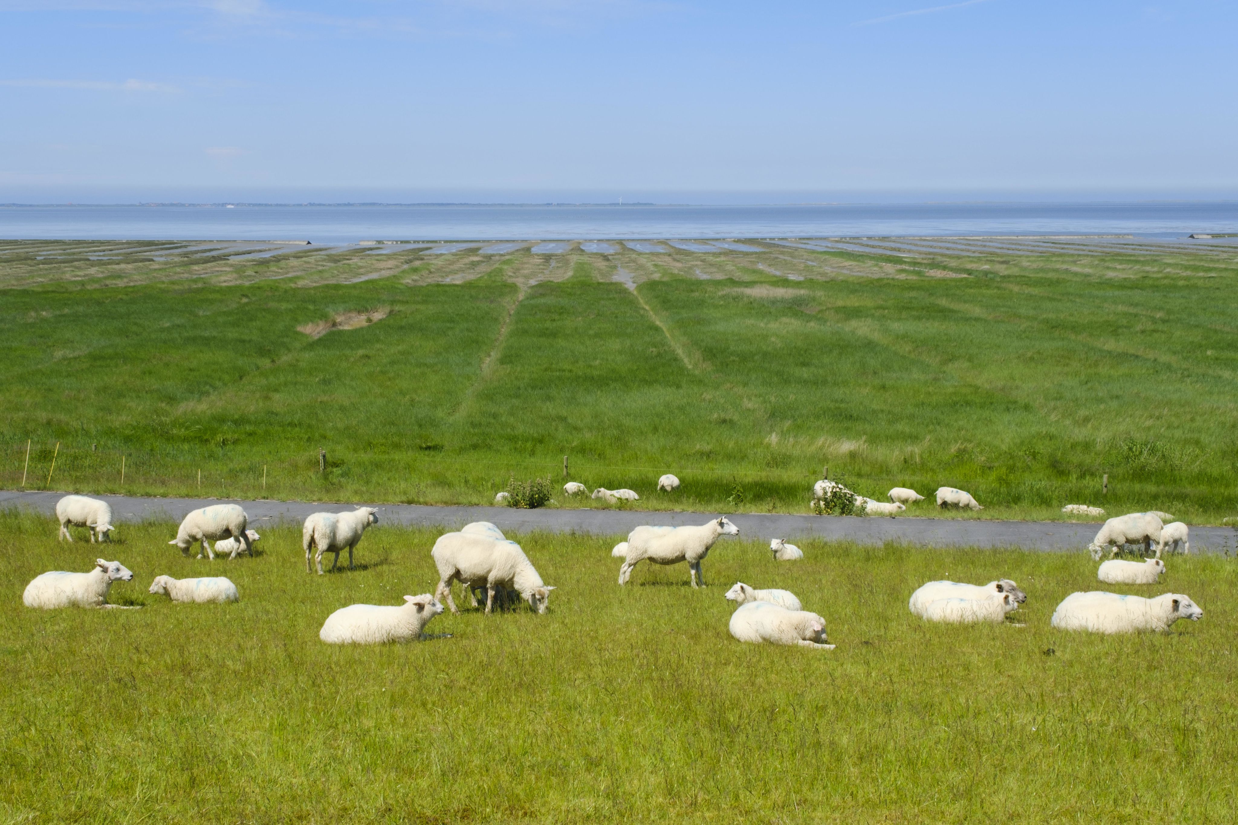 Schafe auf einem Deich in Neuharlingersiel.