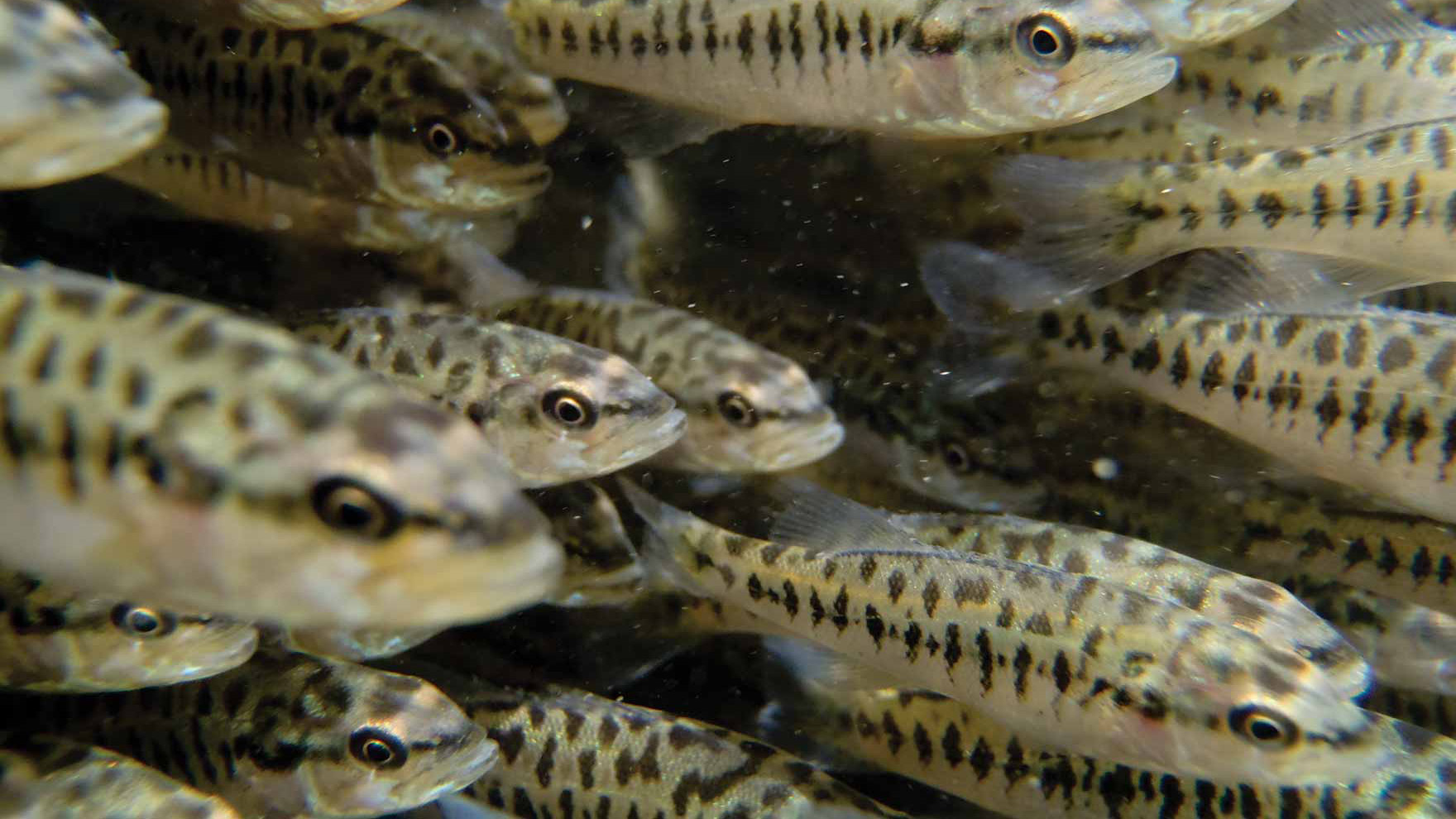 Texas Aquatic Science