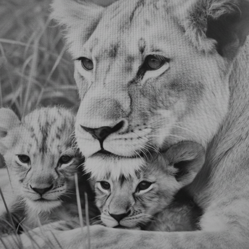 AFRICA | June 27-July 10, 2026 