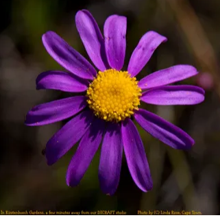 Subscribe for exclusive content