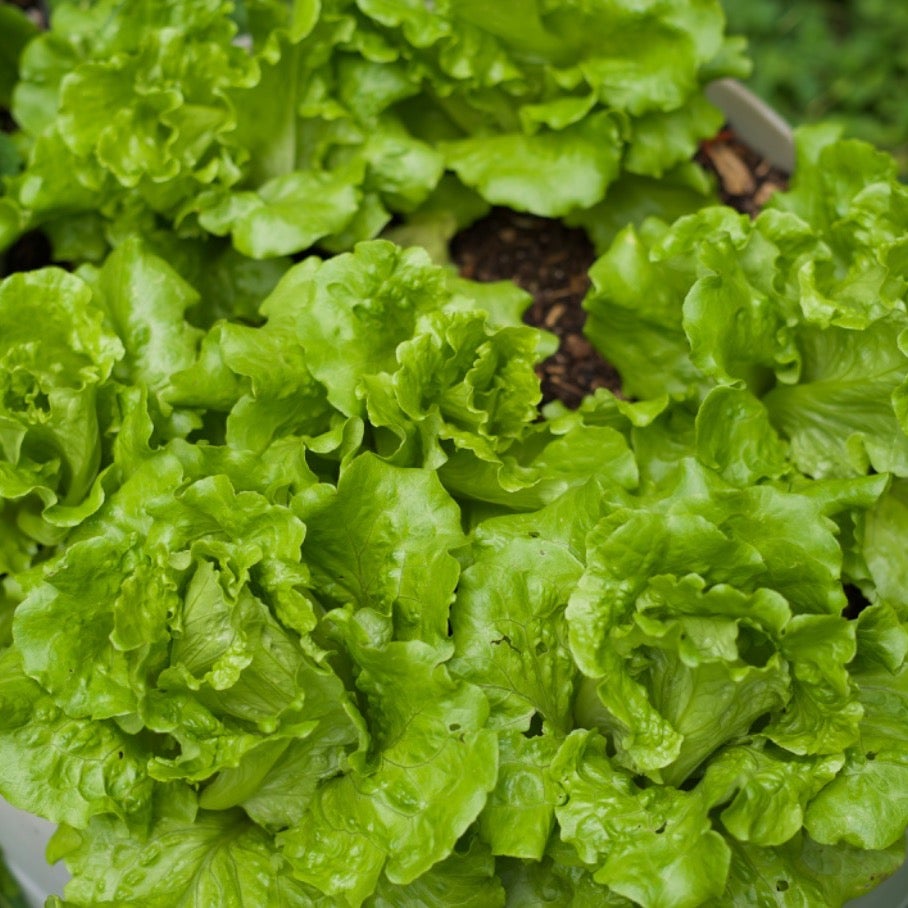 Simple Food, Urban Living: AirBnB Experience, Atlanta, GA