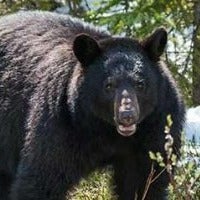 Visit the BearWise Store for Fact Sheets & Outreach Materials