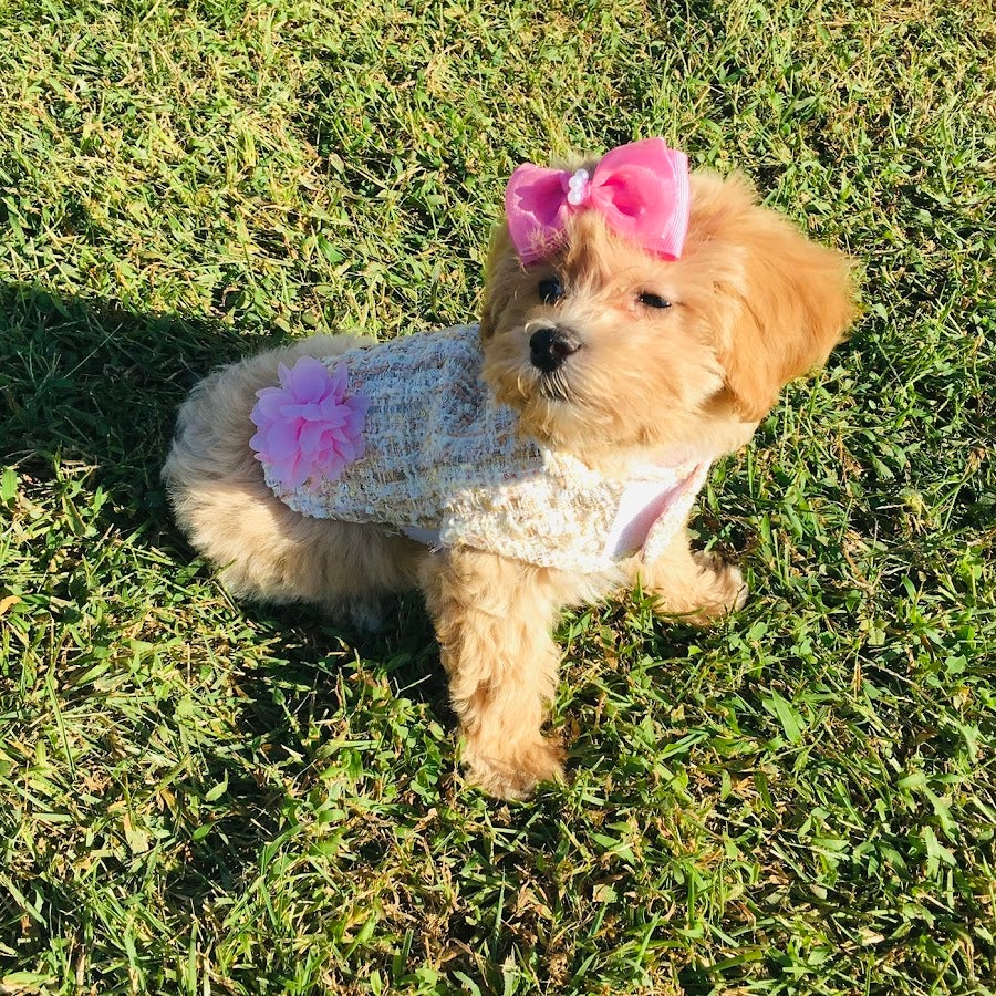 SpoilsOfBella ~ YouTube 