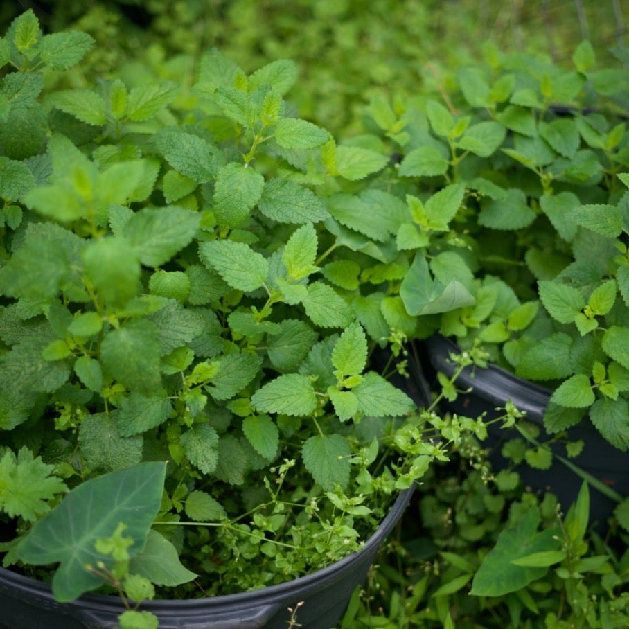 Tending to the Herbs: AirBnB Experience, Atlanta, GA