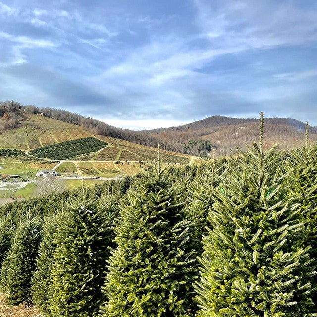 North Carolina: Home of North America's Most Popular Christmas Tree with Dr. Jim Hamilton - Exploration Local | Podcast on Spotify