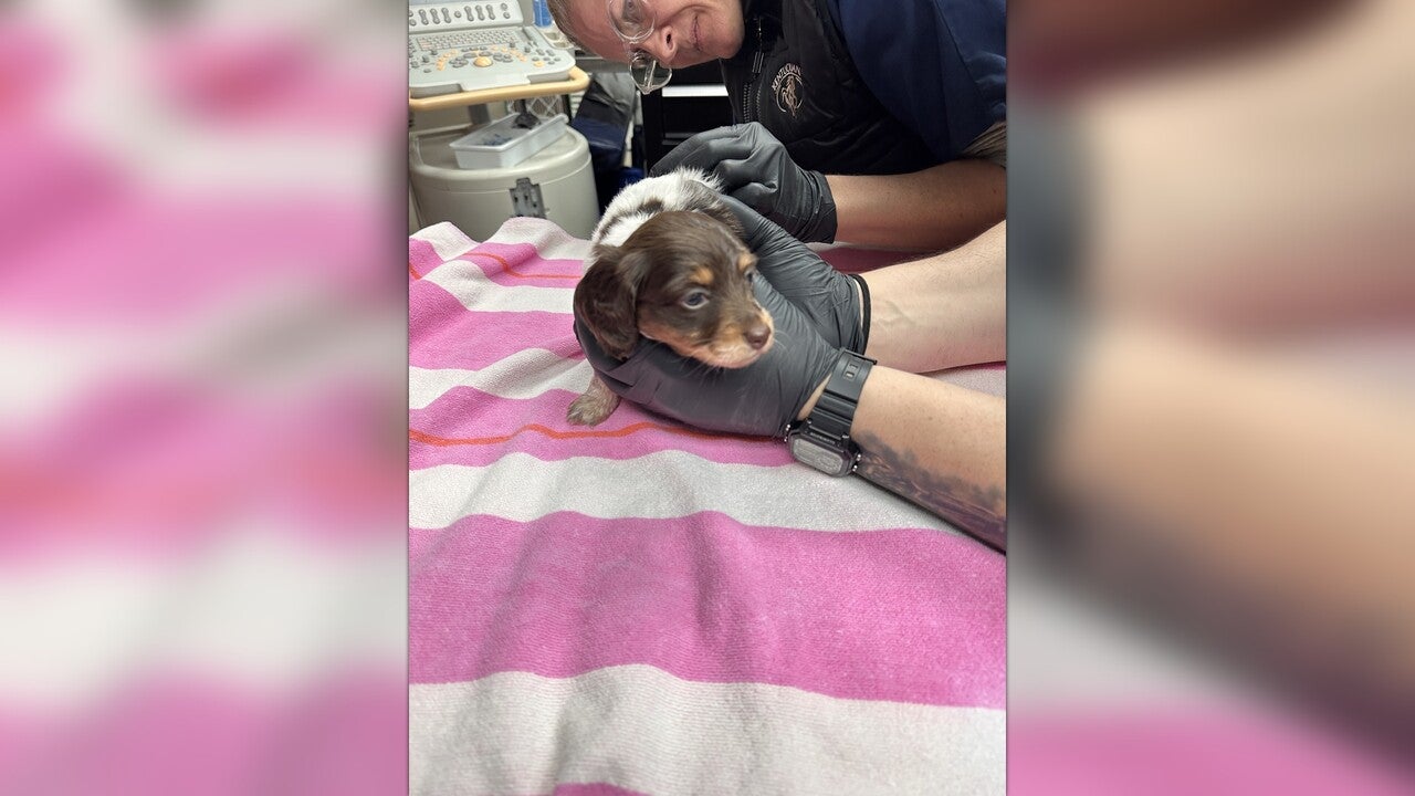 She Is So Cute From the Front, but Has a Life Threatening Condition In The Back by Dachshund Rescue South Florida