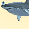 makeste: [a shark with a beach ball on its nose] (Looks like the rules... just got screwed)
