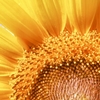 thelmisya: Close-up of a sunflower (Sunflower)