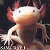 elderwitty: (axolotl)