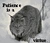 rhi: A crouching, annoyed looking, snow-covered lynx.  "Patience is a virtue." (patience)