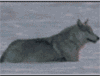 a_k_e_l_a: (Бегущий волк)