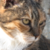 elderwitty: a headshot of Hetty, my now-deceased calico shorthair kitty (hetty)