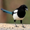 pica_scribit: Pica Pica (magpie)