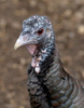 mdlbear: Wild turkey hen close-up (turkey)