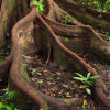 desertroot: strong rainforest tree roots, splitting and re-combining, holding little plants in the gaps (buttress roots)