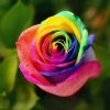 desertroot: A rose that is rainbow-colored, leaves in the background (rainbow)