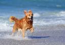The seasonal ban on dogs on beaches has been lifted