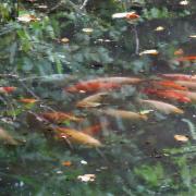 The pet fish spotted in the pond
