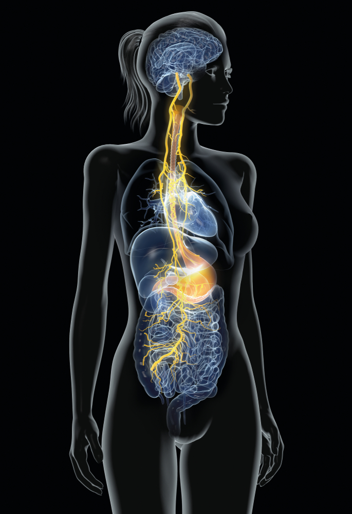 VagusNerve