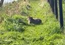 Samba the runaway capybara spotted in Twyford, near Winchester.