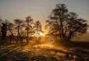 A walk at dawn © Jon Hawkins_Surrey Hills Photography