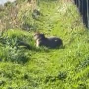 Samba the runaway capybara spotted in Twyford, near Winchester.