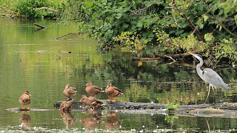 Enten tummeln sich neben einem Graureiher in der Bad Hersfelder Fulda