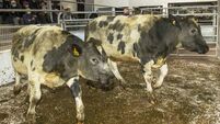 Strong trade for heavy cattle and stores