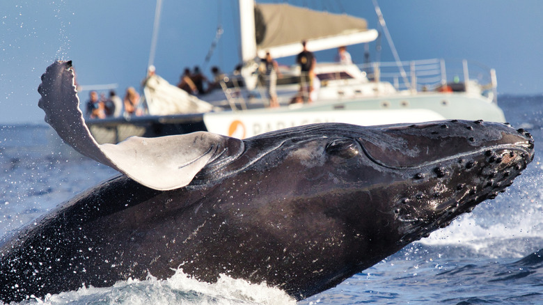Humpback whale emerging from waves off Canadian coast with a whale-watching group in the background