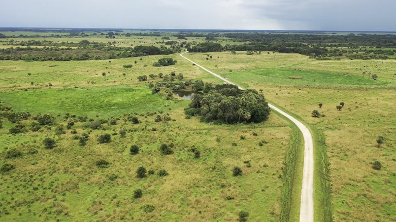 Aerial view of a road through Dinner Island Wildlife Management Area in Florida