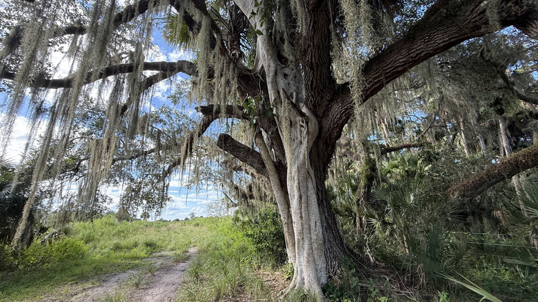 Tree in Dinner Island Ranch Wildlife Management Area