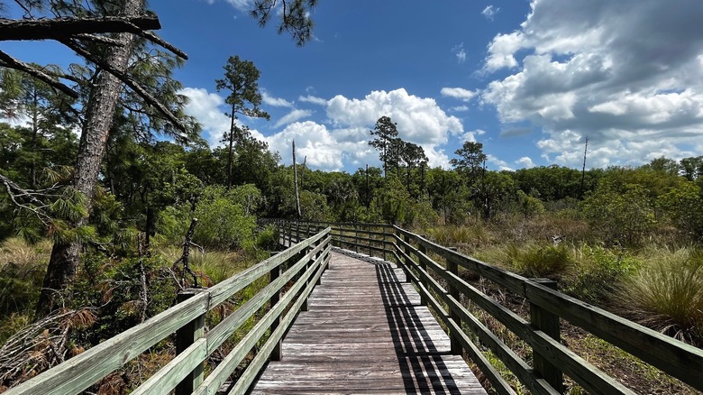 A wooden boardwalk leading through the wetlands at GTM Reserve, Florida.