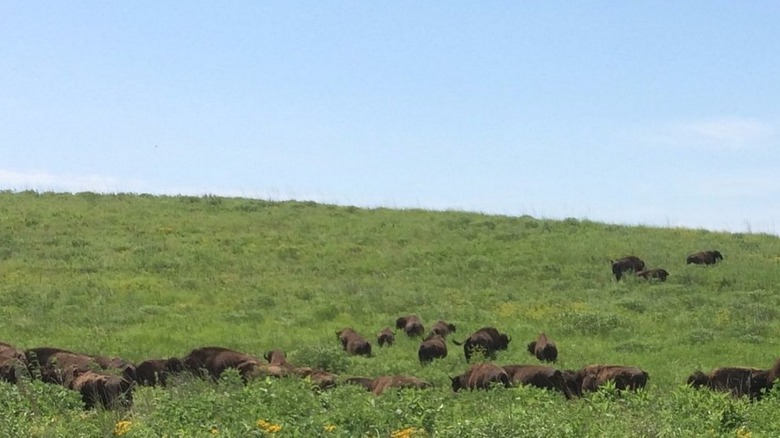 A herd of bison on a hill at Dunn Ranch Prairie