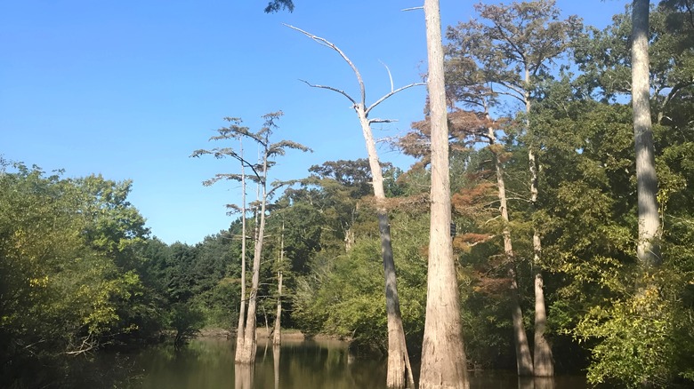 Trees on a waterway in Cache River National Wildlife Refuge