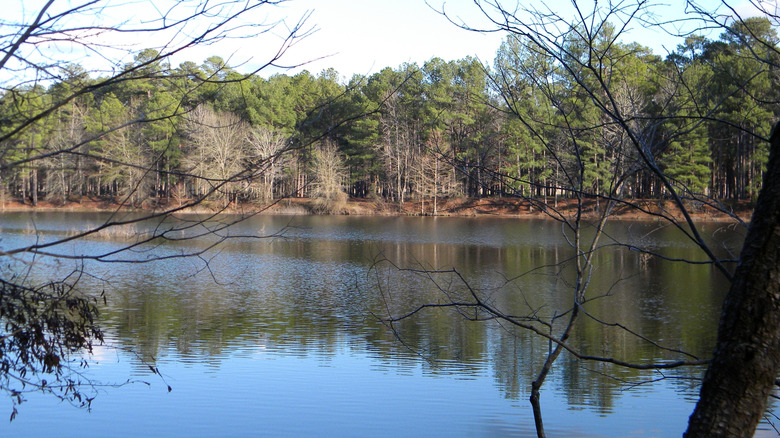 A forested lakeside view of Millwood Lake in Arkansas