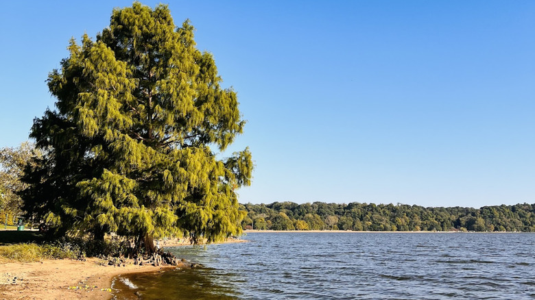 A tree grows on the sandy beach beside Creve Coeur Lake in Maryland Heights