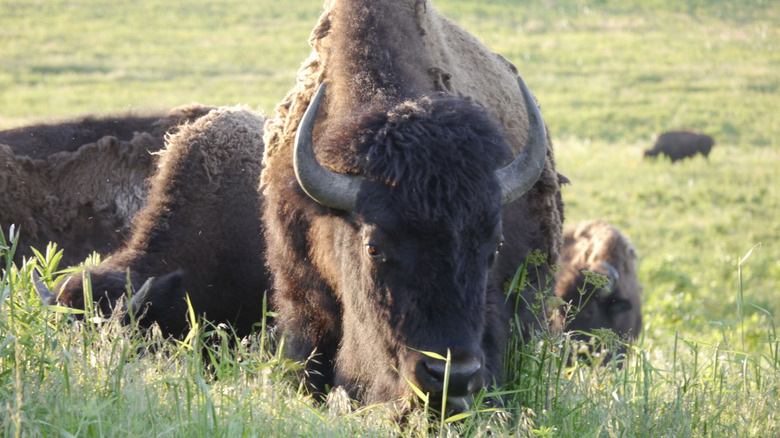 A herd of bison grazing in the tall grass at Prairie State Park in Missouri.