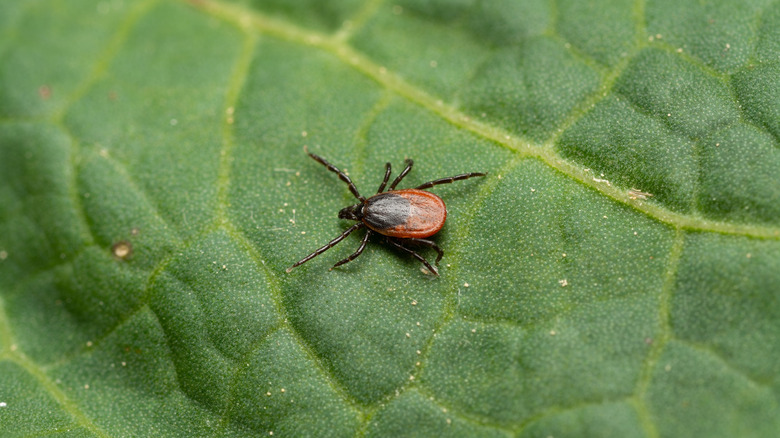 A tick spreads its legs across the veins of a leaf