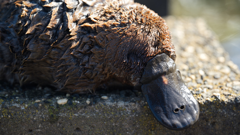 A wild platypus resting on a rock