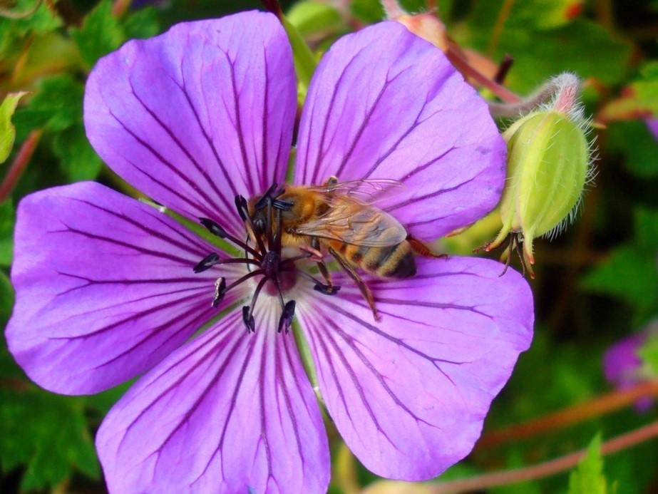 honey bee on a purple flower