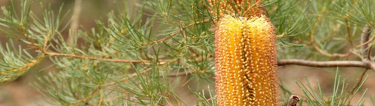 Banksia flowers. Photo: John Yurasek/OEH
