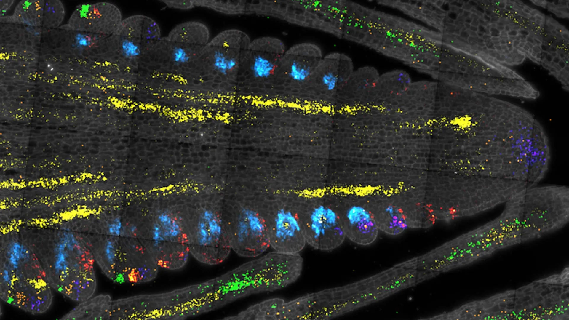 The “Master Switch” for Plant Growth